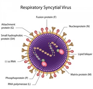 Respiratory Syncytial Virus infection