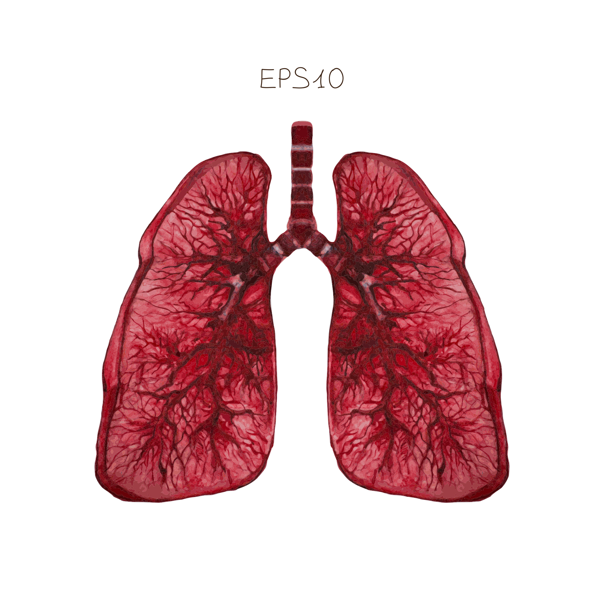 Researchers Discover KLF4 is a Crucial Factor in Pulmonary Hypertension