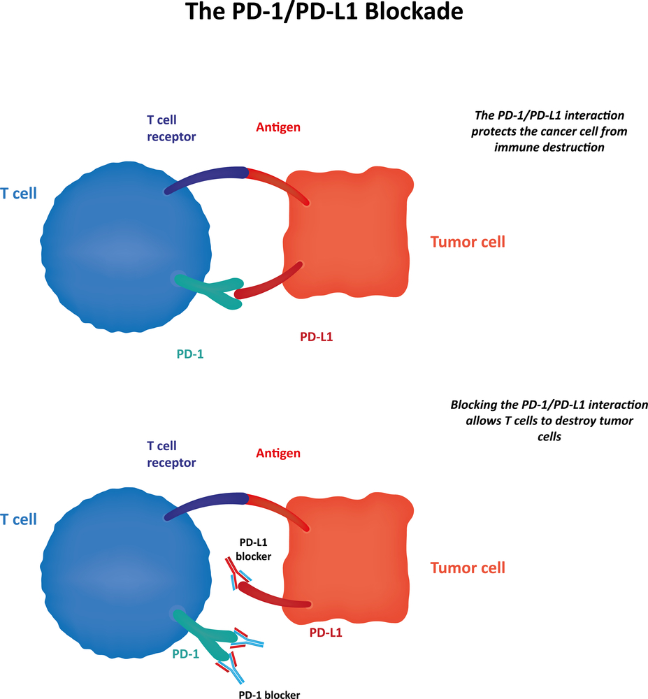 PD-L1 Protein Expression Needs Further Assays to Become a 