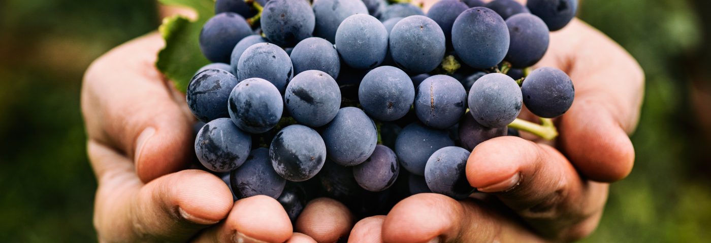 How Compound in Grapes and Wine Prevents Bacteria-Triggered Airway Inflammation Identified