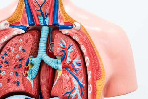 Working Lung Model with Intact Vasculature Likely to Aid Research, Lung Transplants