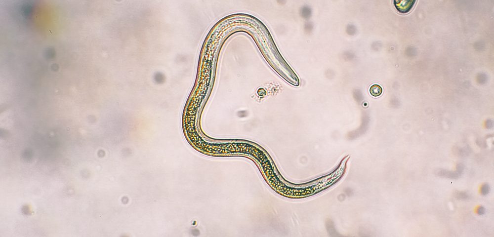 Molecule Produced by Parasitic Worms Could Lead to New Asthma Therapies, Study Suggests